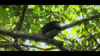 Crested Guan in a coastal forest.