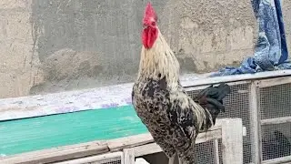 Chicken rooster crowing in the morning 🐓🐔 #birds #rooster 