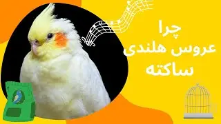 چرا عروس هلندی ساکته و صداش در نمیاد cockatiel sounds