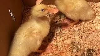 Swan Ride (Copyright Free Music) beautiful relaxation music, inspirational music,