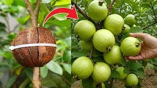 🌿Guava Tree Propagation MADE EASY with Coconut HACKS🥥