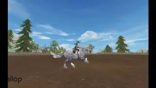 Percheron Gaits!
