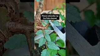 Tips for pruning and pressing elm bonsai materials #bonsai