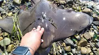 Fishing the Bay hooked into eagle batray #bayarea #fish #catchandrelease #fishing #batray