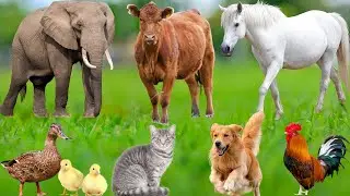 Beautiful Animals and Pets: Cat, Rabbit, Chick, Dog, Mouse, Pig, Cow, Horse, Turtle – Animal Sounds