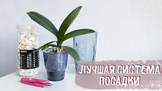 ЛУЧШАЯ СИСТЕМА ПОСАДКИ для азиатской орхидеи