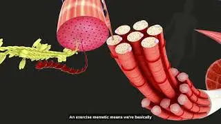 The Benefits Behind Mots-C Peptides