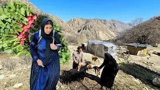 Vegetable harvesting 🥬 in the highlands | Birth of twins + Ash Kardeh | Nomadic life of Iran