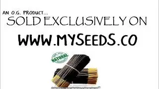 HEAVENLY MUSK Incense - Natural Premium Incense By Oakland Gardens