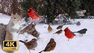 Cat TV Winter Birds & Squirrels ❄️ Snowy Evergreen Scene | 6 Hours 4K UHD No Ads