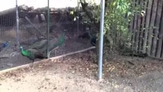 Green Peacock / Pavo muticus / Zelen paun