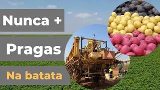 Como acabar com pragas na batata (Pulveriza&ccedil;&atilde;o da batata)