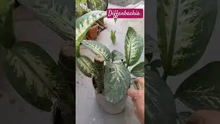 Diffanbachia grow from it's cutting #OXYGENATED plant #Pl
