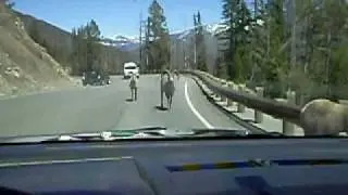 Big Horn Sheep Attack
