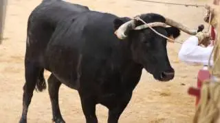 Ganaderia Deyris 1