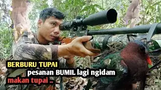 Berburu tupai pesanan ibu hamil lagi ngidam mau makan tupai ‼️