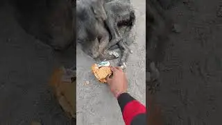 pyaar karna hai to inse karo🐕❤️#dogloveryoutubechannel #helpanimals #savedogs #feeding #helpinghands
