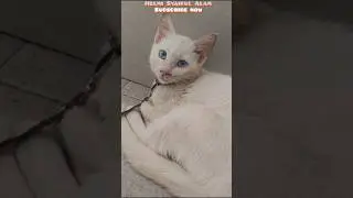 Jangan nakal ya...😻 #imut #kitten #funny #amazingshorts