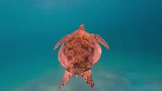 A Mesmerizing Dive into Vibrant Marine Life of Philippines!!
