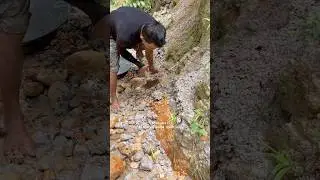 The process of finding gold | finding gold in bedrock | characteristics of the soil storing gold