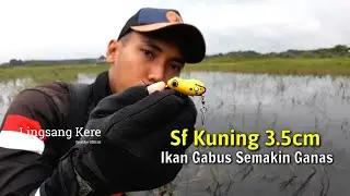 Casting Ikan Haruan / Casting Ikan Gabus Di Sawah Yang Banjir