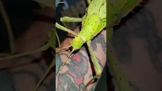 #malayan #jungle #nymph #heteropteryx #dilatata #shorts #impossibleinverts