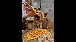 Первый кусочек #додопицца