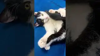 Понятно да 👏 #веселыекоты #cat #funny #film #юмор