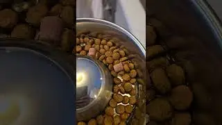 breakfast for conan #cat #dog #corgi