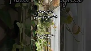 These three plants will fully thrive on neglect! 🪴 #plantcare #plants #houseplants #shorts