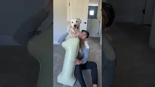 My dogs first birthday! #dogsofyoutube #dog #dogs #goldenretriever #birthday