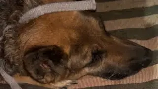 Jimmy Vlogs 🐕 is live sleeping dog 🐶 night video #germanshepherd #doglive #live 