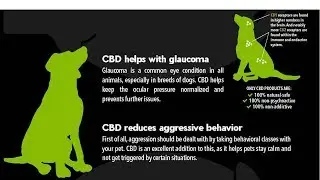 CBD cat treats