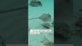 The secret beneath the sand: blue spotted stingray revealed