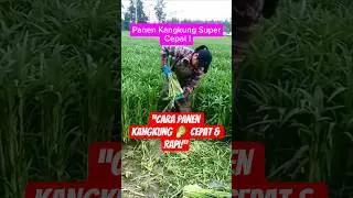 Cara Unik Panen Kangkung Pakai Arit | Cepat, Bersih dan Rapi!