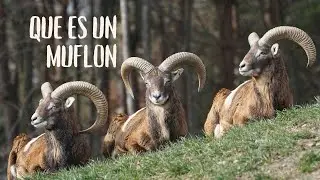 Que es un Muflon