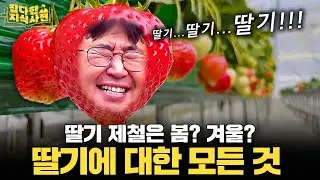 한국이 세계에서 손 꼽히는 딸기 강국인 이유🍓 논산 vs. 밀양, 원조 딸기 도시는 어디?