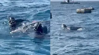 As&iacute; liberan una tortuga la&uacute;d de 500 kilos en las redes de la almadrabeta