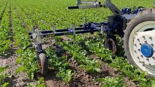 Camera gestuurd schoffelen in bieten teelt met HAK I-CAM schoffelmachine
