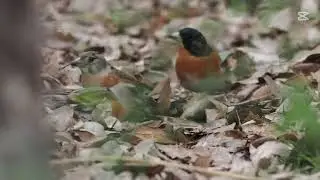 アトリの採餌