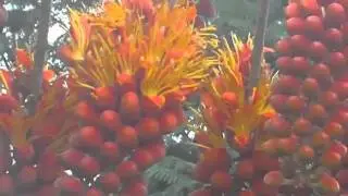 Covillea racemosa.mp4