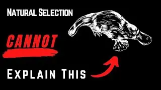 The Limit of Natural Selection