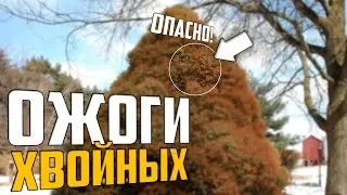 Ожоги хвойных  - как помочь и предотвратить