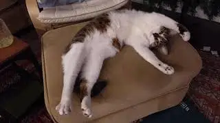 Adorable cat SPRAWL compilation