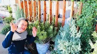 How to Repot Pinus Mugo Mughus  - Outdoor Terrace Garden
