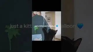 Kitties love balloons: pure cuteness #animals
