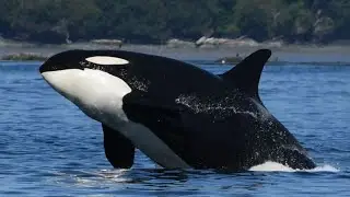 Missing 47-year-old southern resident killer whale likely dead: researchers