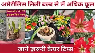 How to Grow& Care Amaryllis lily at Home?/Best Tips to Get Maximum flowers in Amaryllis lily plant.