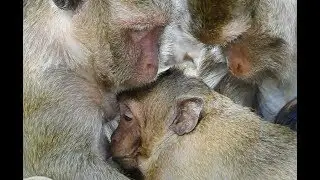 Sweetpea Is not Really a Big Monkey-Because he Ask milk From Mom every day.