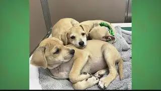 Hawaiian Humane Society